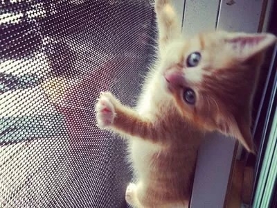 Màn hình lưới vật nuôi màu xám nhẹ Polyester Mesh Screen Roll Kháng UV Đến 5 năm